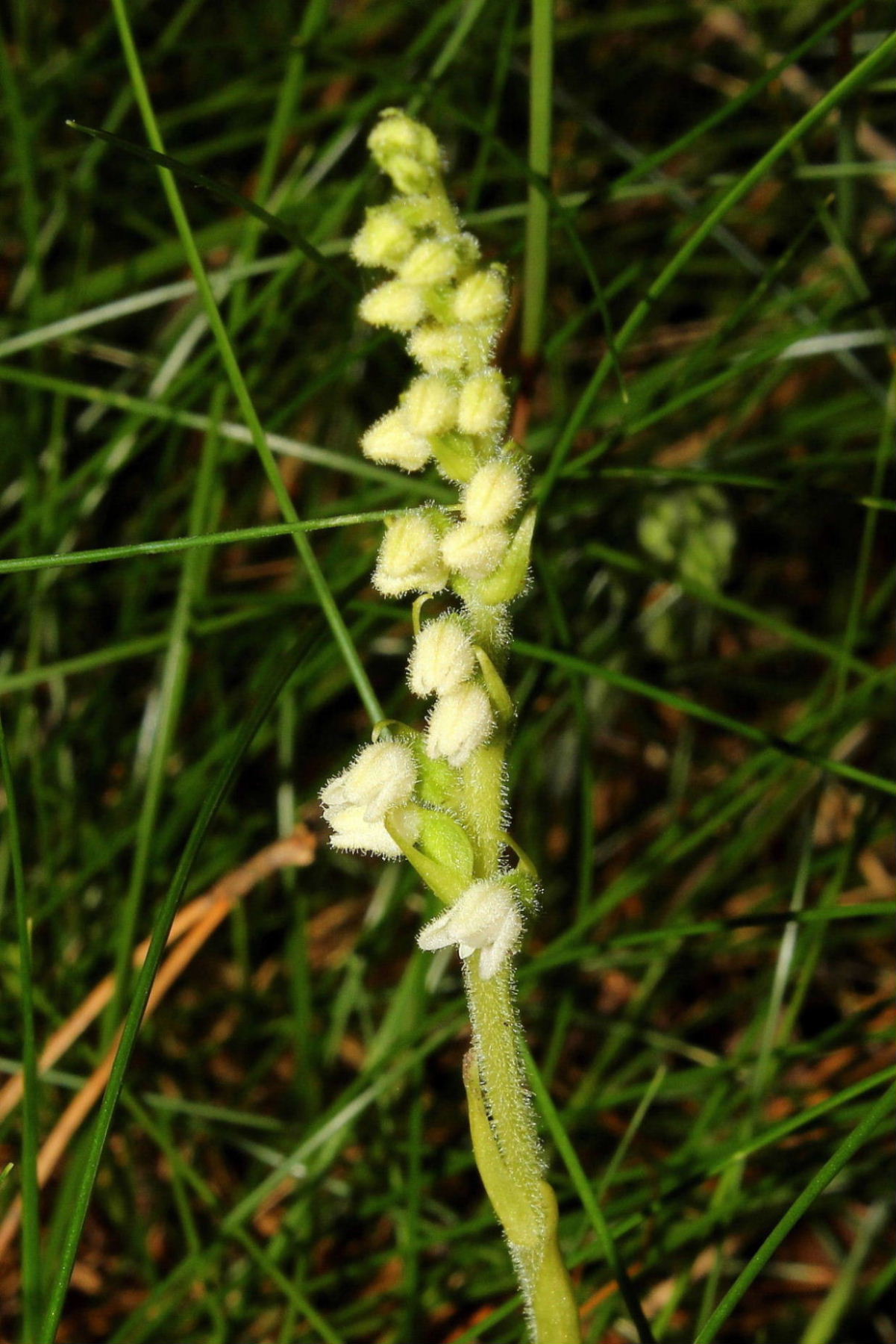 Goodyera repens